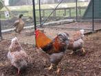 Gezocht: Wyandotte krielhaan goud-blauw gezoomd, Dieren en Toebehoren, Mannelijk, Kip