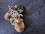 Kittens