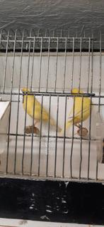 Kanarie koppel, Meerdere dieren, Kleurkanarie