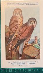 Vier oude ansichtkaarten met vogels, Antiek en Kunst, Kunst | Tekeningen en Foto's, Ophalen of Verzenden
