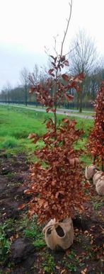 Fagus sylvatica haagbeuk🌿, Overige soorten, Ophalen of Verzenden