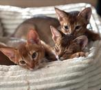 Abessijn kittens, Poes, Kortharig, 0 tot 2 jaar