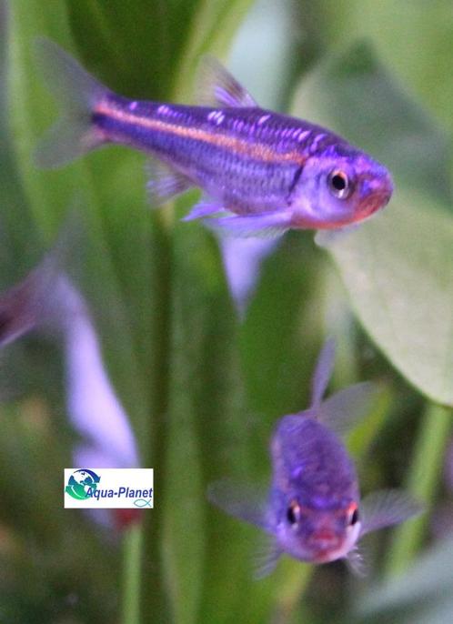 Rainbowshiner, Dieren en Toebehoren, Vissen | Vijvervissen, Overige soorten