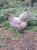 Brahma hen blauw en Isabella haan, Dieren en Toebehoren, Pluimvee