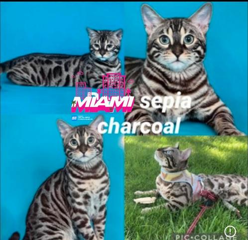 2 Dekkaters bengaal ; sepia charcoal & black tabby, Dieren en Toebehoren, Katten en Kittens | Dekkaters