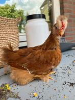 Hanen te koop, Dieren en Toebehoren, Pluimvee, Mannelijk, Kip
