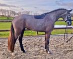 Super mooie schimmel merrie te koop, Dieren en Toebehoren, Paarden, Merrie, Dressuurpaard, Zadelmak, 3 tot 6 jaar