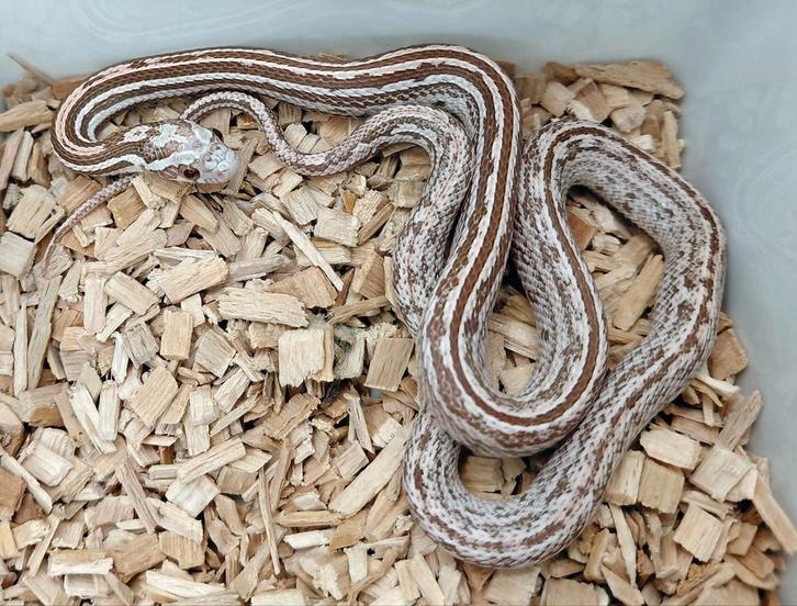 Korenslang Ultramel, anery, red factor, tessera het.hypo