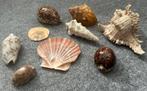 Mooie set schelpen, nog in perfecte staat, Ophalen of Verzenden, Schelp(en)