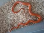 Koppel rattenslangen koop of ruil, Dieren en Toebehoren, Reptielen en Amfibieën, Slang, 3 tot 6 jaar