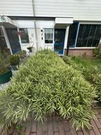 Pleioblastus fortunei (sierbamboe) – GRATIS af te halen, Tuin en Terras, Planten | Bomen, Ophalen, Volle zon, Overige soorten