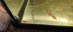 4 zwaarddragers 2 guppies en 1 cpo, Dieren en Toebehoren, Vis