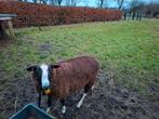 Dekram zwartbles, Dieren en Toebehoren, Schapen, Geiten en Varkens, Mannelijk, Schaap, 0 tot 2 jaar