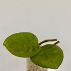 Gewortelde kamerplant stek - Hoya Krinkle 8, Ophalen of Verzenden, Overige soorten, Minder dan 100 cm