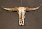 Buffel schedel met horens - Decoratie, Huis en Inrichting, Ophalen of Verzenden, Gebruikt