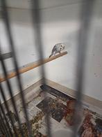 Grasparkiet pop split blackface dunfalo met antraciet gering, Dieren en Toebehoren, Vogels | Kanaries, Vrouwelijk, Kleurkanarie