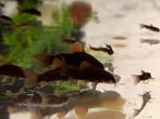 Black Venezuela Corydoras, Dieren en Toebehoren, Vissen | Aquariumvissen, Vis