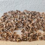 Rabarber zaad, 10 stuks, Verzenden, Volle zon