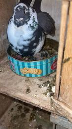 حمام لبييع بي 200€, Dieren en Toebehoren, Vogels | Overige Vogels, Meerdere dieren