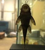 Volwassen ancistrus algeneter +-10cm., Dieren en Toebehoren, Vis