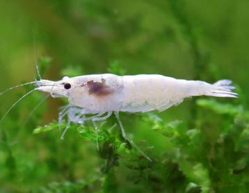PRE ORDER: Snowstorm | Neocaridina shrimps garnalen beschikbaar voor biedingen