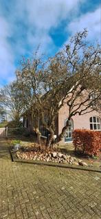 Gratis grote krulhazelaar / kronkelhazelaar, Tuin en Terras, Planten | Bomen, Ophalen of Verzenden, Volle zon, Overige soorten