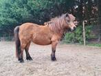 nmprs mini pony / shetlander, Merrie