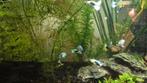 Blue Moskow guppen. Jongbroed., Dieren en Toebehoren, Vis