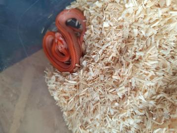 jonge rattenslangen te koop bij csreptiles Venlo  beschikbaar voor biedingen