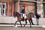 Sympathieke 5 jarige dressuurmerrie, Merrie, Gechipt, Dressuurpaard, 3 tot 6 jaar