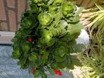 Grote plant met blomen, Tuin en Terras, Bloembollen en Zaden, Ophalen, Volle zon