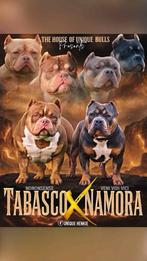 American bully pup pups, 8 tot 15 weken, Meerdere, Meerdere dieren, Nederland