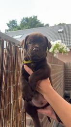 Old English Bulldog xLabrador - Pups Mogen BIJNA Weg!, Dieren en Toebehoren, Honden | Bulldogs, Pinschers en Molossers, Rabiës (hondsdolheid)