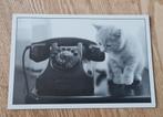 Klein katje naast telefoon, Verzenden, Ongelopen, Hond of Kat