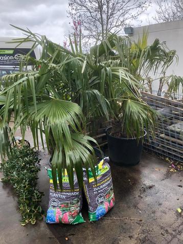 Dubbelstam trachycarpus palmen 90 liter Kuip dubbele stam 