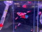 Betta koi/nemo vrouw, Vis, Zoetwatervis