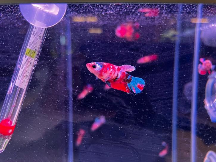 Betta koi/nemo vrouw, Dieren en Toebehoren, Vissen | Aquariumvissen, Zoetwatervis, Vis