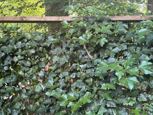 Hoekschutting 14 meter lang, Tuin en Terras, Schuttingen, Gebruikt, Overige materialen, 2 meter of meer, 6 meter of meer, Ophalen