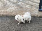 Samojeed teef hond, Dieren en Toebehoren, Honden | Poolhonden, Keeshonden en Oertypen, Rabiës (hondsdolheid), Teef, Poolhond, Eén hond