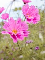 Cosmea seashell fel roze - bio zaden, Ophalen of Verzenden, Volle zon