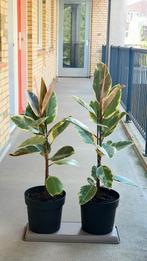 Ficus Elastica Tineke 1m met pot, Ophalen, Ficus, 100 tot 150 cm, In pot