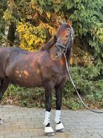 Mooie PRE dressuur paard, Dieren en Toebehoren, Gechipt, Ruin, M, Dressuurpaard