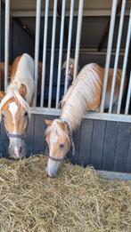 Verschillende haflingers, E pony (1.48m - 1.57m), 0 tot 2 jaar, Onbeleerd, Meerdere dieren
