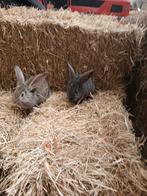 Vlaamse  reuzen, Dieren en Toebehoren, Konijnen, Meerdere dieren, Groot