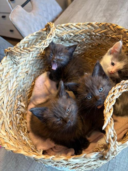 Lieve sociale kittens te koop Ragdoll x Europese Korthaar, Dieren en Toebehoren, Katten en Kittens | Raskatten | Langhaar, Meerdere dieren