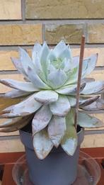 giga - Echeveria Mexican Giant vetplant succulent zeldzaam, Minder dan 100 cm, In pot, Volle zon, Ophalen