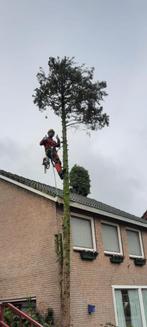 Boom kappen coniferen verwijderen stobbenfrezen stronk verwi