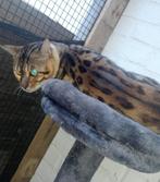Bengaal kittens, Dieren en Toebehoren, Katten en Kittens | Raskatten | Korthaar, Poes, Gechipt, 0 tot 2 jaar