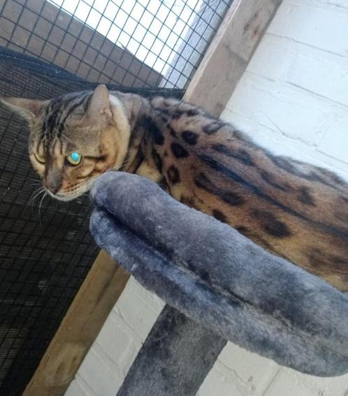 Bengaal kittens, Dieren en Toebehoren, Katten en Kittens | Raskatten | Korthaar, Poes, 0 tot 2 jaar, Gechipt, Ontwormd, Ingeënt