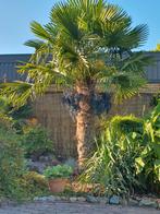 Trossen zaden van winterharde palmboom, Tuin en Terras, Planten | Tuinplanten, Ophalen